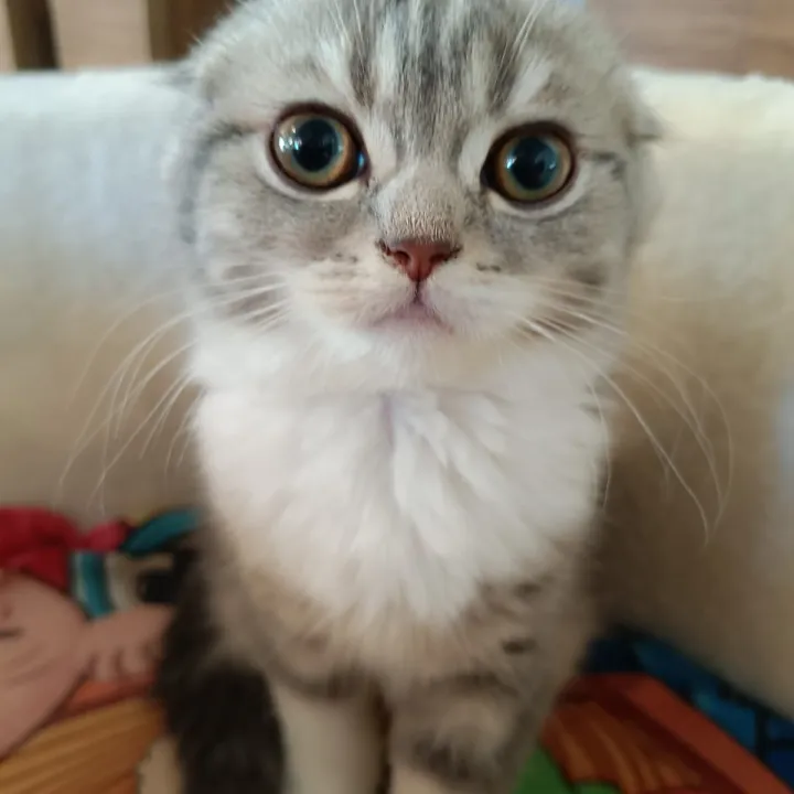 Cat Image